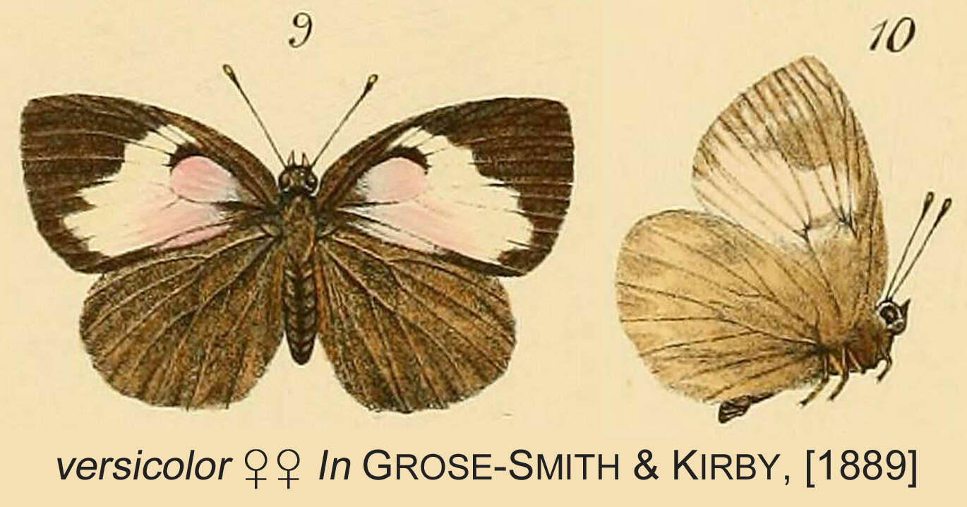 Image of Epitola uniformis Kirby 1887