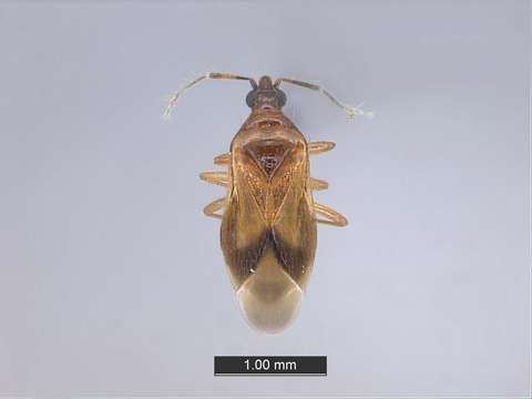 Image of Cimicoidea
