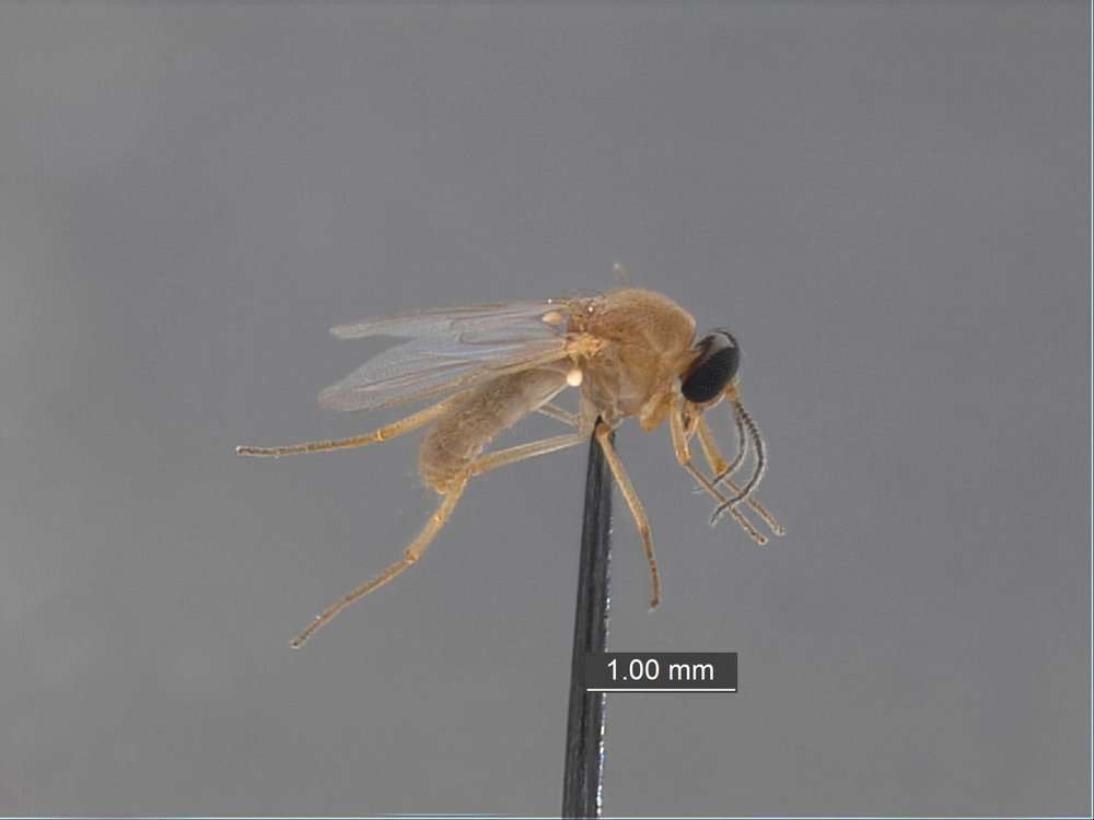 Image of Mosquitoes and Midges