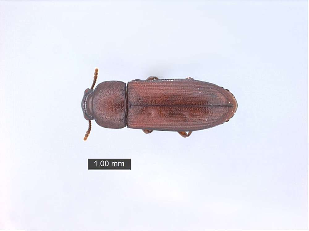 Sivun Pimikkökuoriaismaiset kuva
