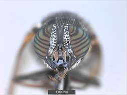 Image de Panarthropoda