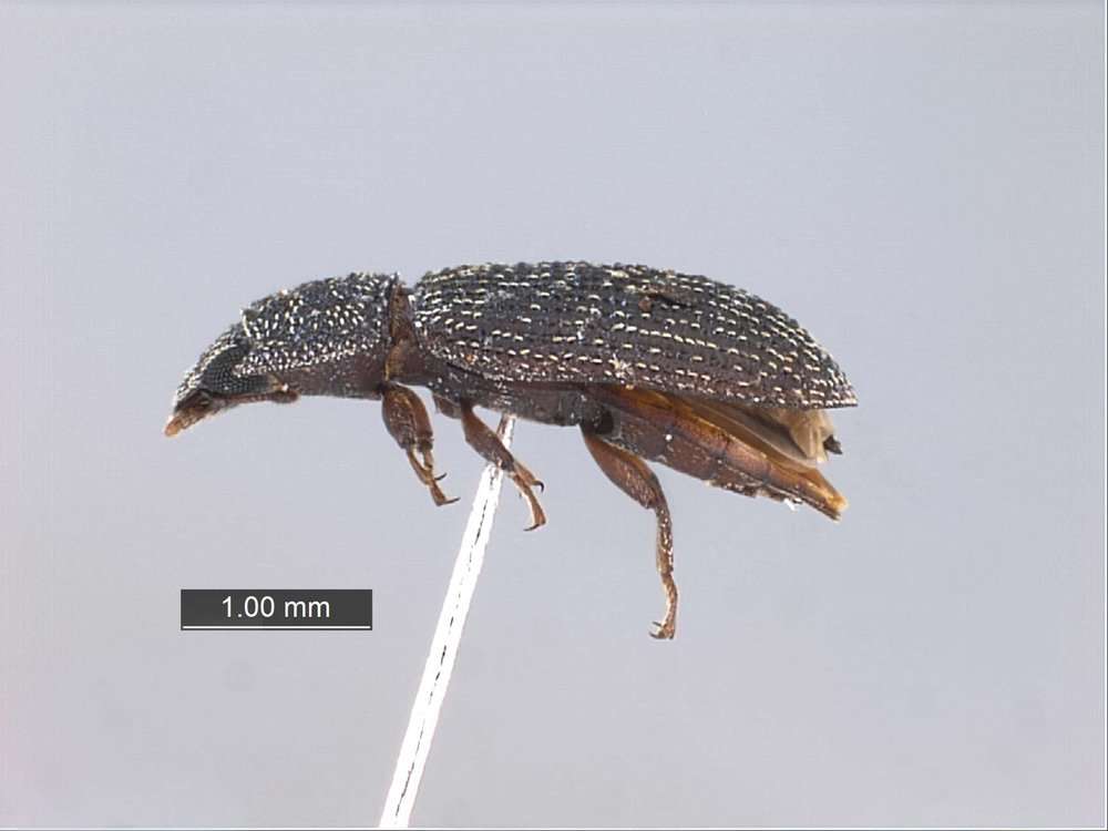 Image of Fungus, Bark, Darkling and Blister Beetles