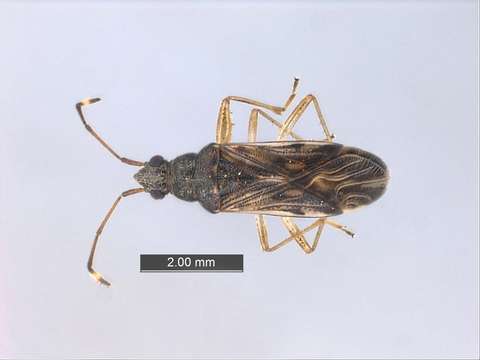 Image of Panarthropoda