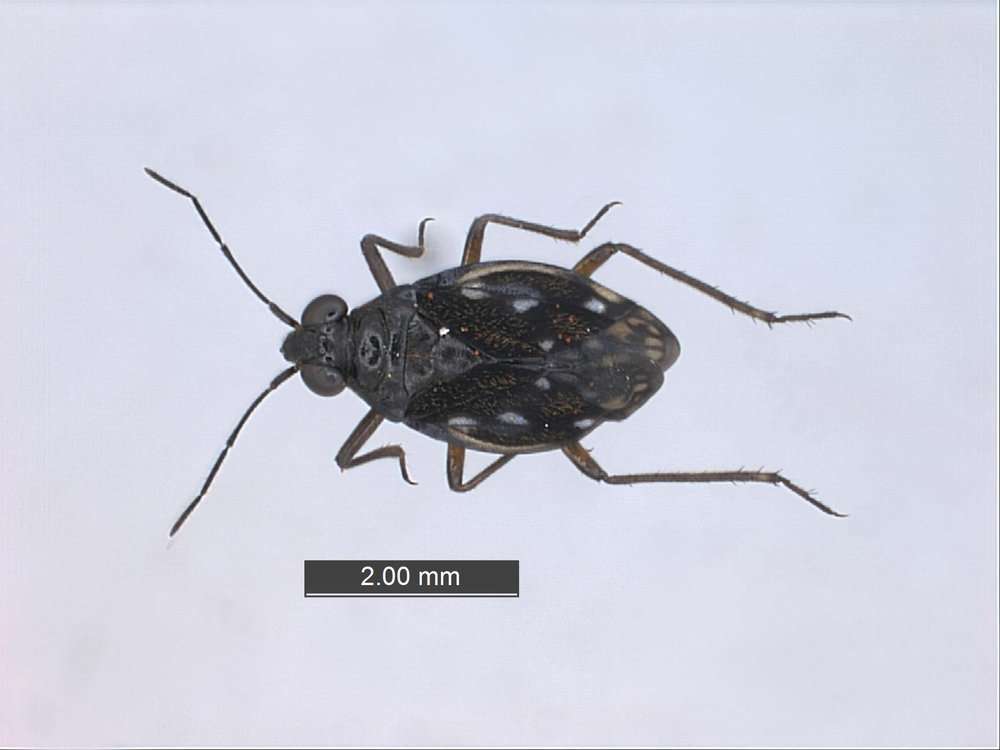 Image de Leptopodomorpha