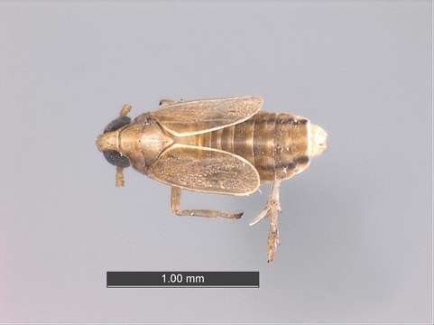 Image of planthoppers