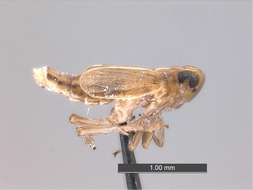 Image of planthoppers