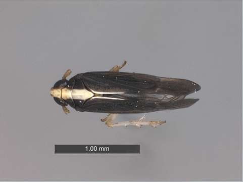 Image of planthoppers