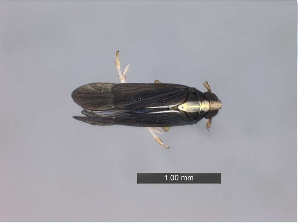 Image of planthoppers