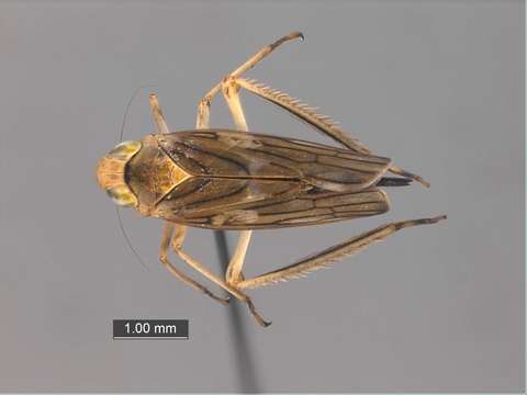 Image of Dipsocoromorpha