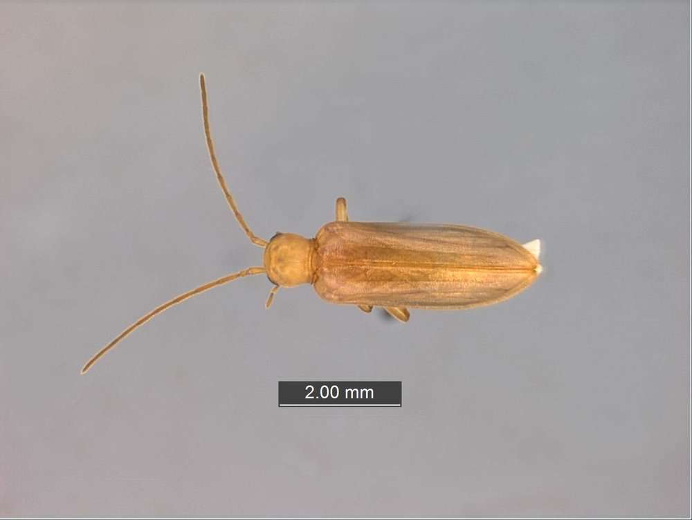 Image of Fungus, Bark, Darkling and Blister Beetles