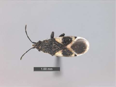 Image of Cimicoidea