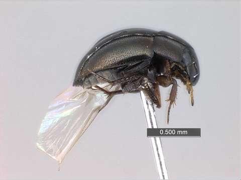 Image of water scavenger beetle