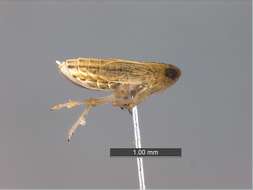 Image of planthoppers