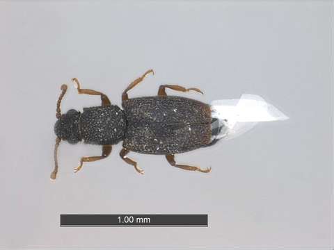 Image of ripiphorid beetles