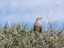 Image of Patagonian Mockingbird