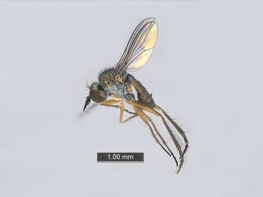 Image of Empidoidea