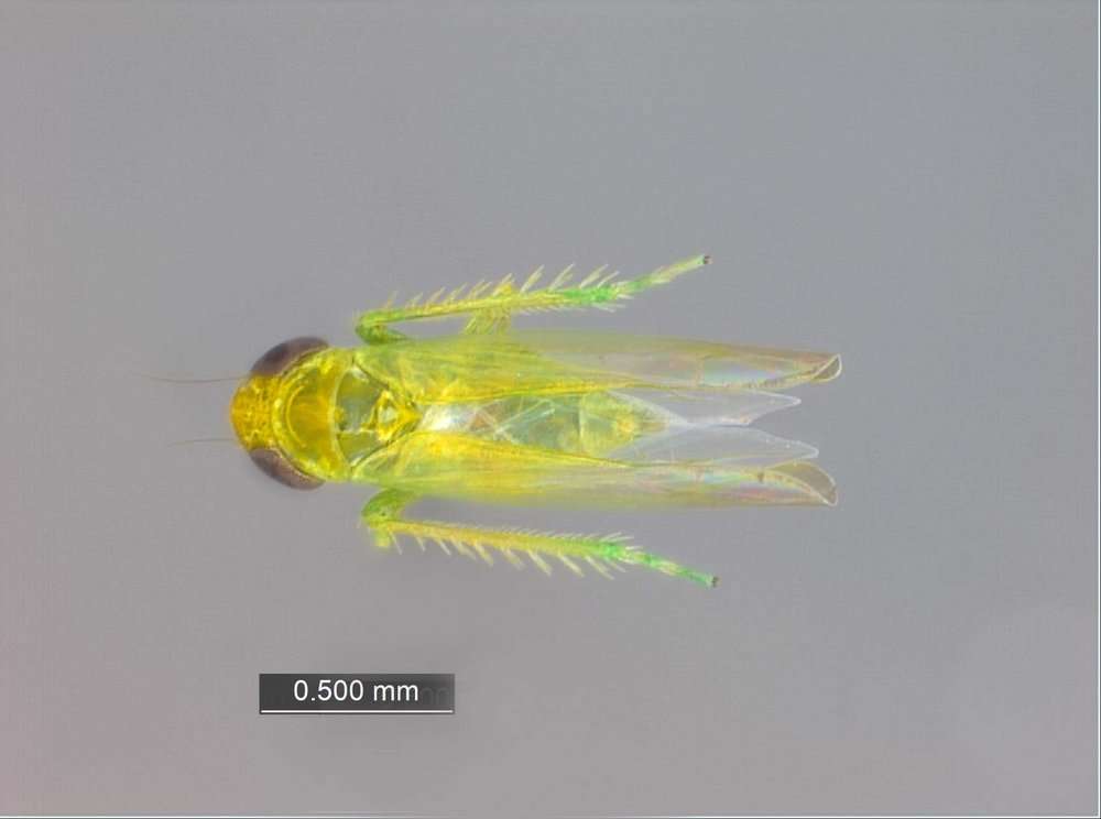 Image of Membracoidea