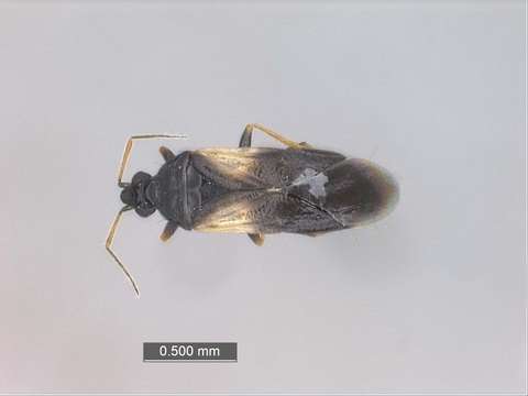 Image of Cimicoidea