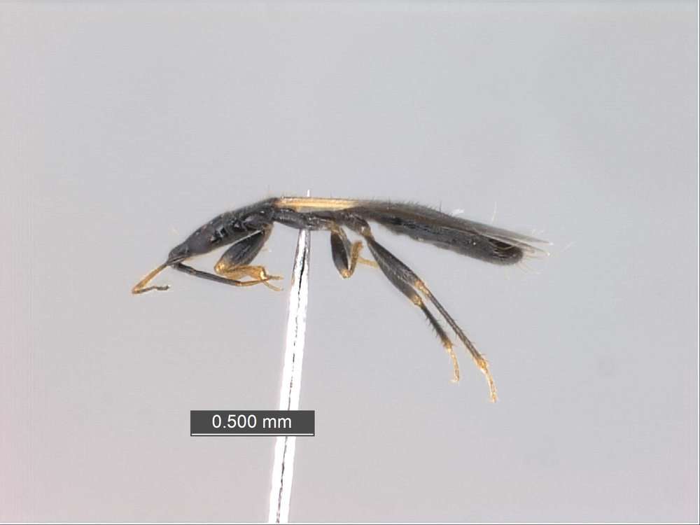 Image of Cimicoidea