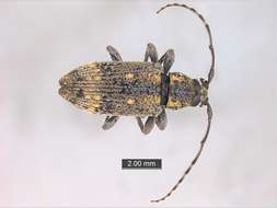 Image of Panarthropoda