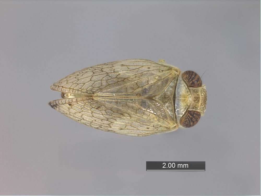 Image of Nogodinidae