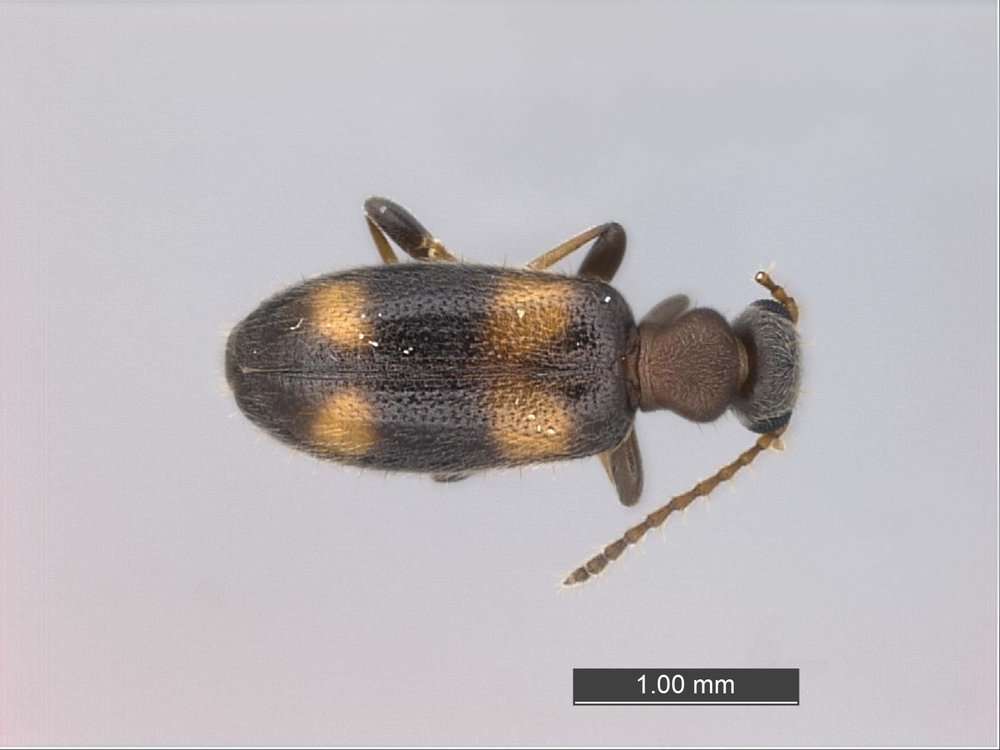 Image of Fungus, Bark, Darkling and Blister Beetles