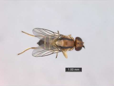 Image of Opomyzoidea