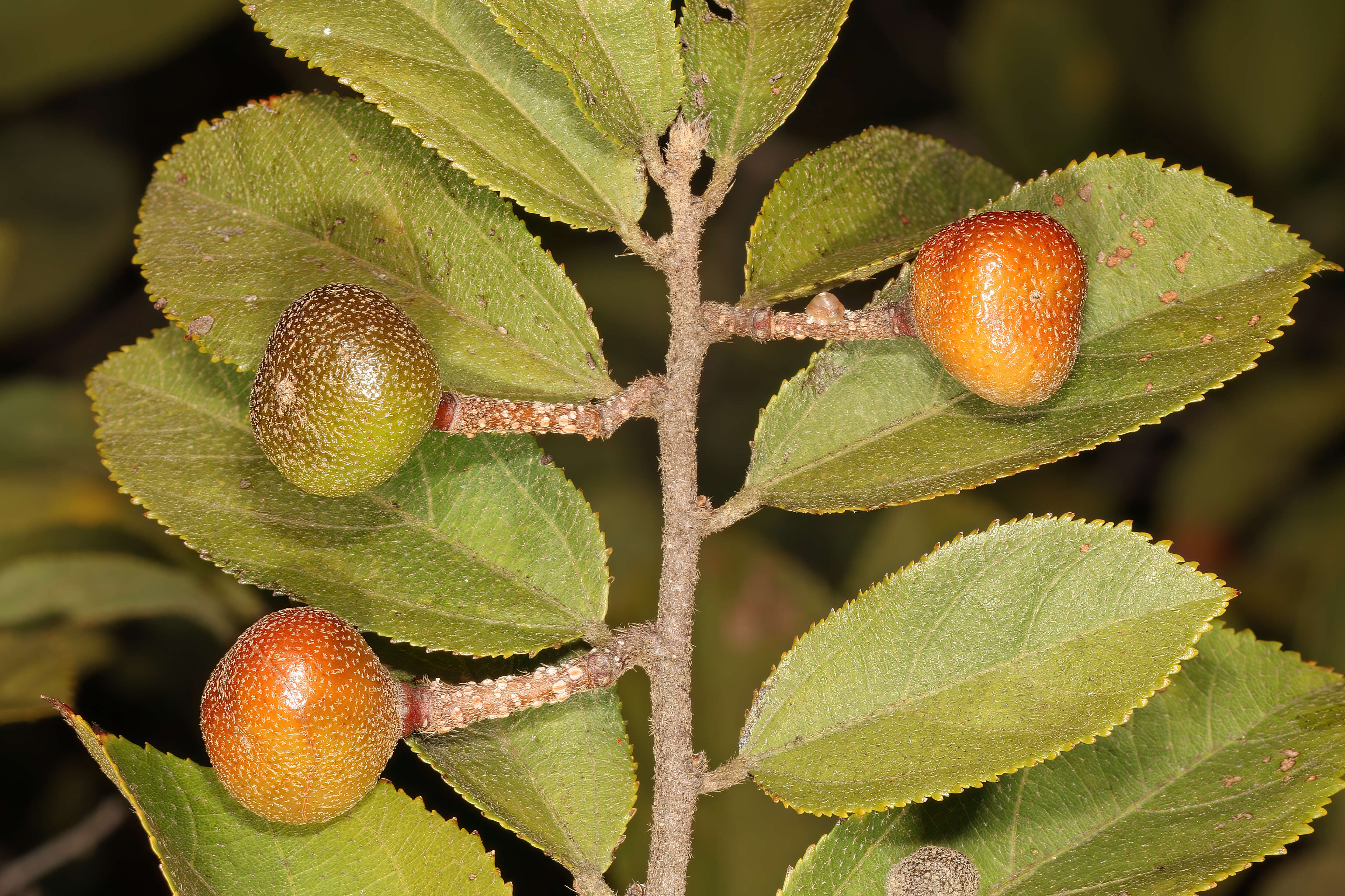 Image de Grewia flavescens Juss.