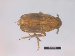 Image of planthoppers