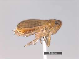 Image of planthoppers