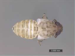 Image of planthoppers