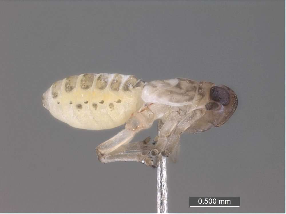 Image of planthoppers