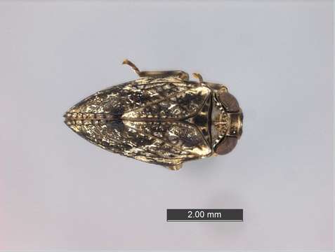 Image de Nogodinidae