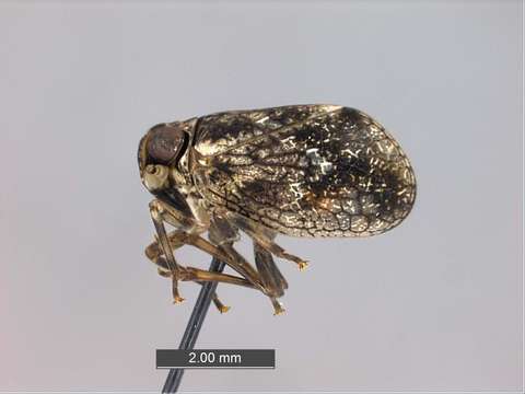 Image de Nogodinidae