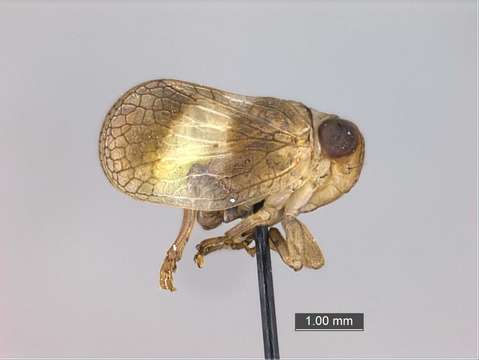 Image of Nogodinidae