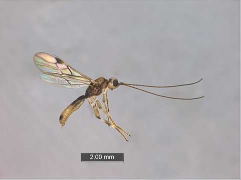 Image of Braconids and Ichneumons