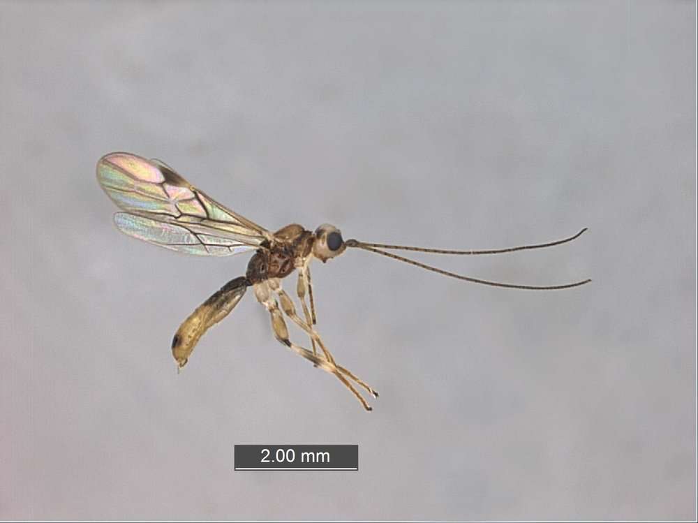 Image of Braconids and Ichneumons