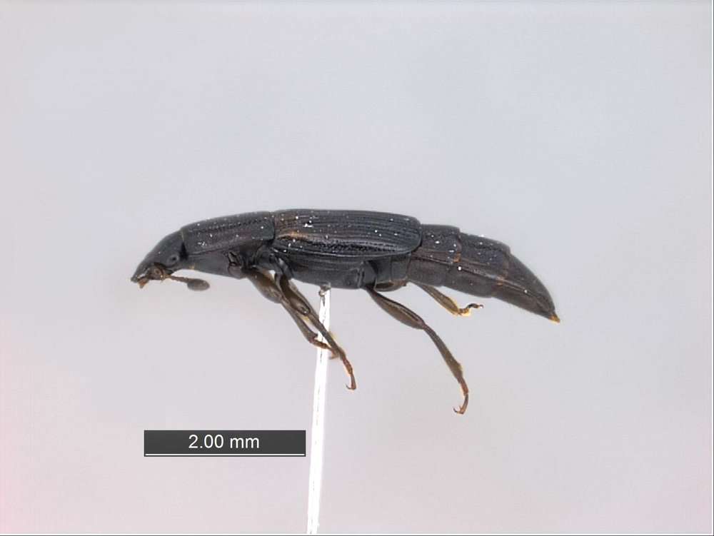 Image of Brachypeplus