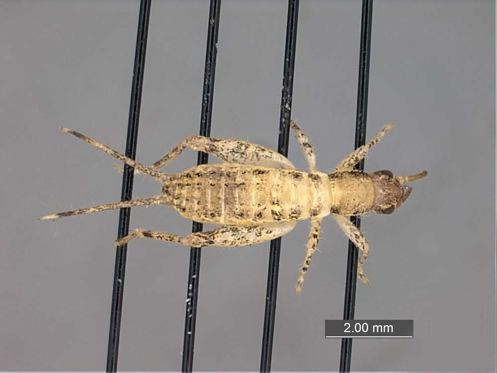 Image of Gryllidea