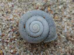 Image of Fraternal Snail