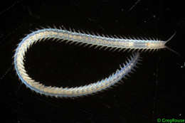 Image of sigalionid scaleworms