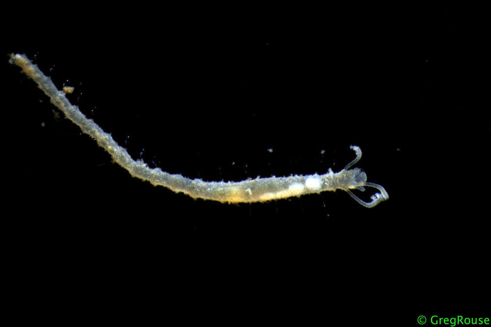 Image of Acrocirridae