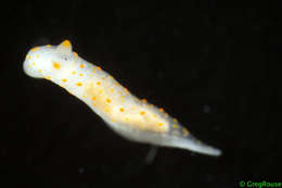 Image of Gymnodorididae