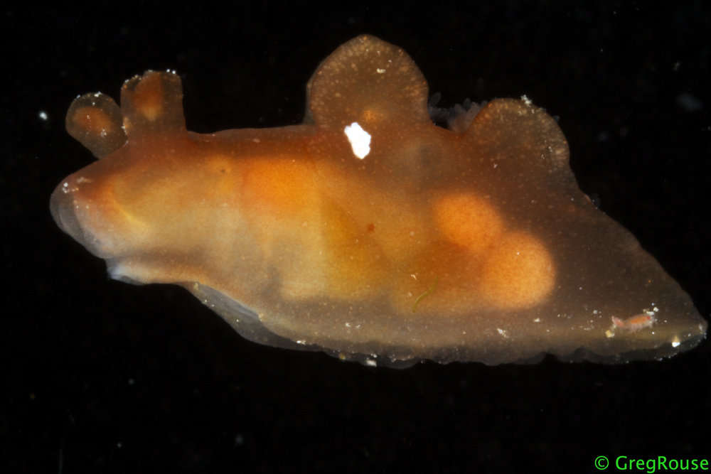 Image de Dendronotida