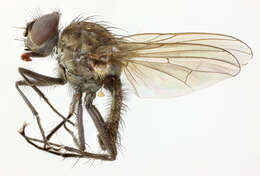 Image of root-maggot flies