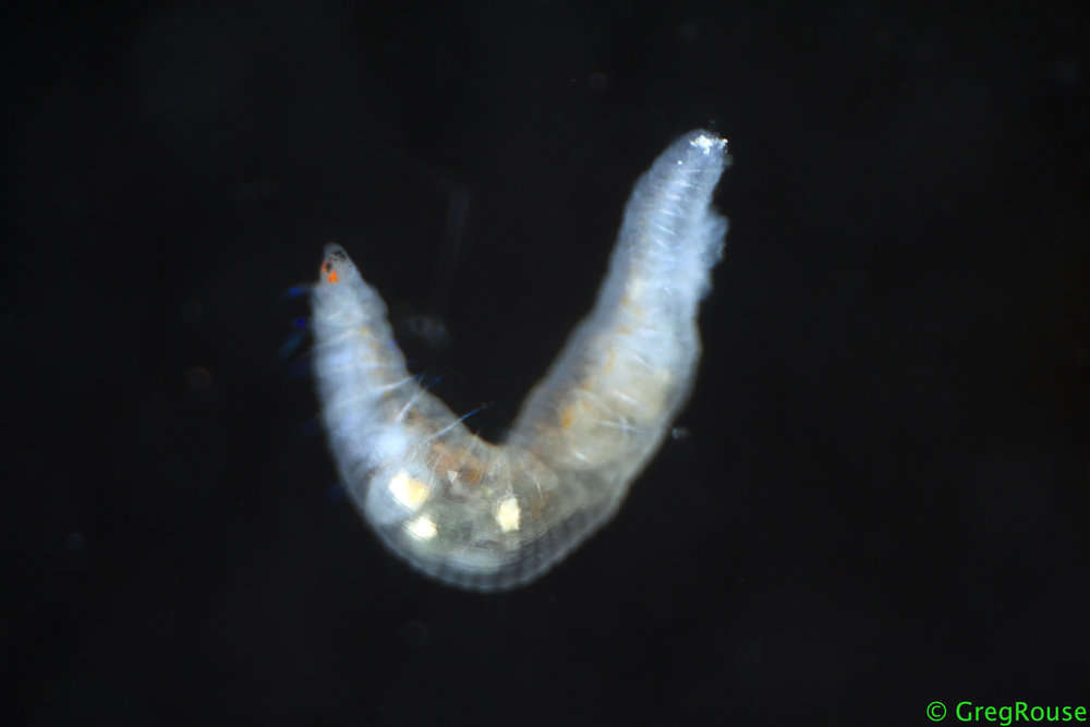 Image of maggot worms