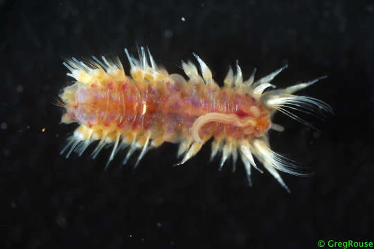 Image of Poecilochaetidae