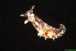 Image of Phycophila