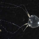 Image of Box jellyfish