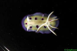 Image of <i>Chromodoris ransoni</i>